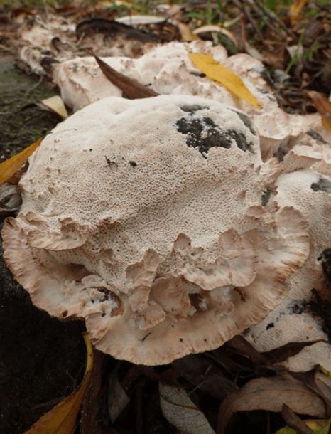 The aberrant upper surface of a developing rosette on an ash stump in Wickford, UK.